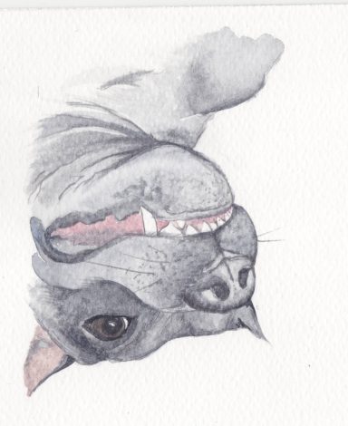 Blue Staffordshire Bull Terrier playing - Quick watercolour sketch