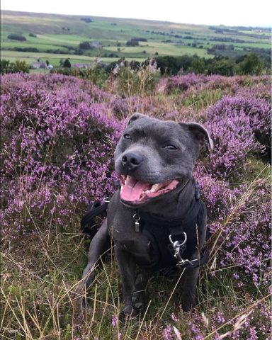 Photograph of Sally, a Staffordshire Bull Terrier and the subject of the paintings seen here.