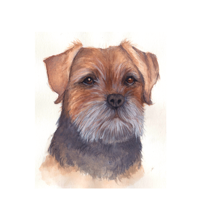 Watercolour painting of a border terrier bust 