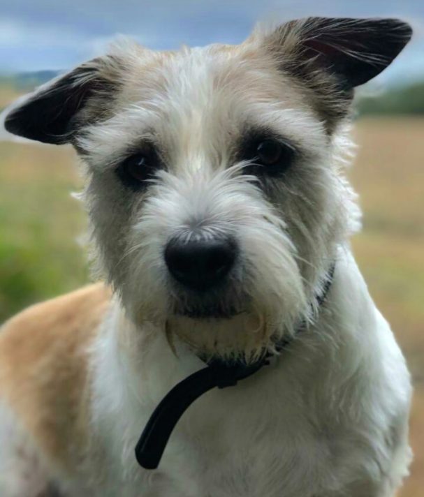 Photograph of a tan and white bearded terrier