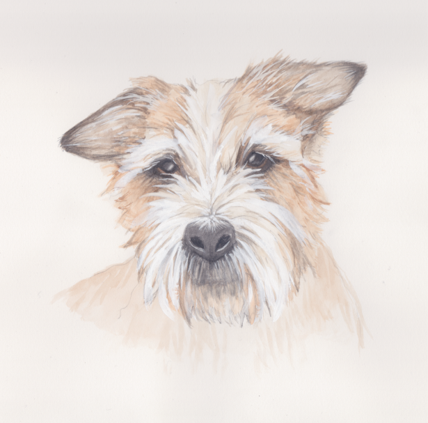 Bust portrait of a white and tan bearded terrier in watercolour and gouache