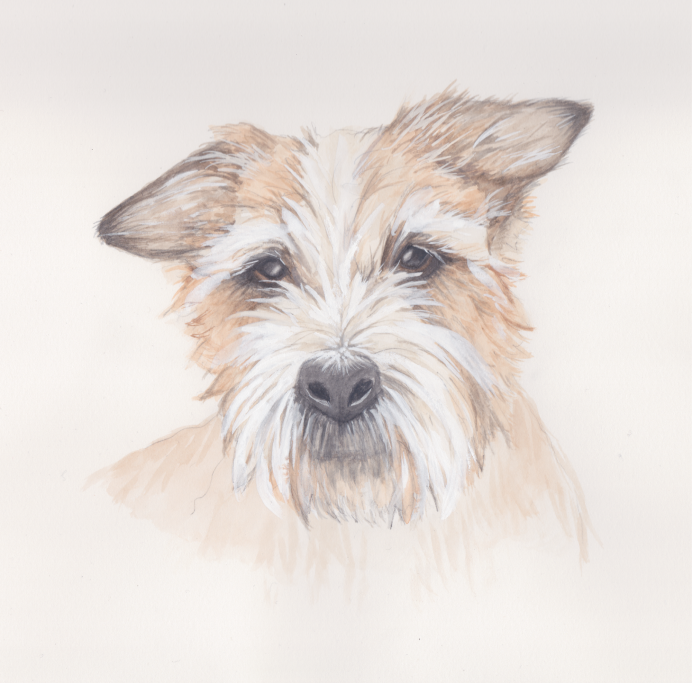 Bust portrait of a white and tan bearded terrier dog in watercolour and gouache
