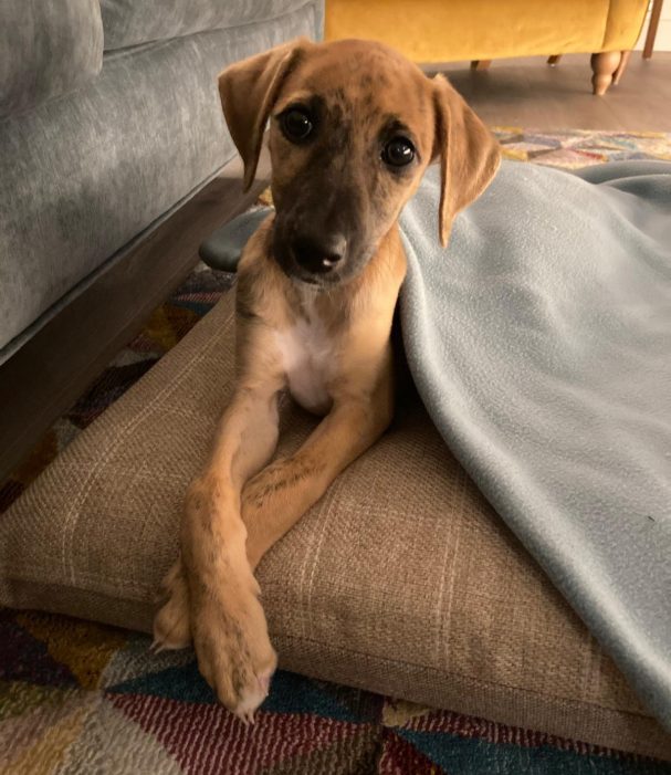Photograph of Cassie sitting on her cushion under a fleece blanket