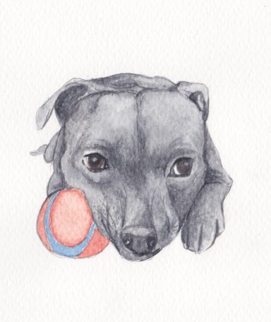 Blue Staffordshire Bull Terrier playing - Quick watercolour sketch