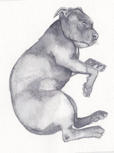 Blue Staffordshire Bull Terrier sleeping  - Quick watercolour sketch
