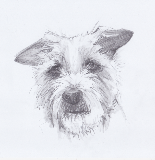 Pencil sketch of a bearded terrier 